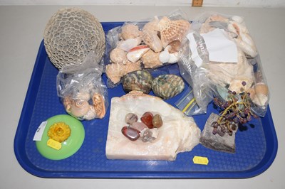 Lot 25 - Tray of various assorted sea shells, polished...