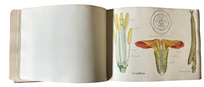 Lot 42 - Oliver (Daniel) Illustrations of the principal...