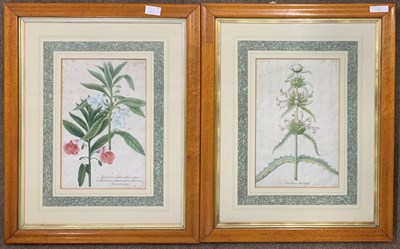 Lot 96 - Circle of Sydenham Edwards (1768-1819),...