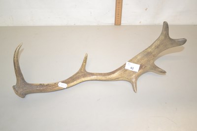 Lot 42 - A deer antler