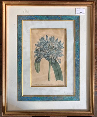 Lot 44 - Sydenham Edwards (British, 1768-1819), pub....
