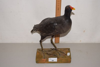Lot 38 - A taxidermy Moorhen