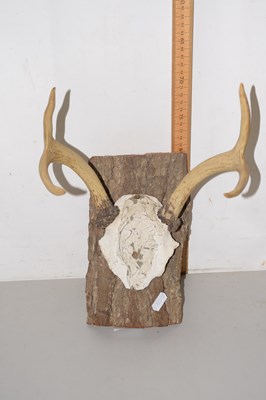 Lot 37 - Pair of mounted antlers