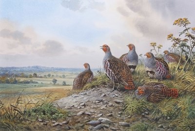 Lot 390 - Carl Donner (b.1957), Partridge at rest,...