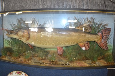 Lot 239 - Taxidermy Interest - A cased pike caught by C...