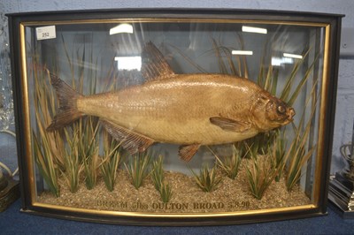 Lot 252 - Taxidermy Interest - Stuffed model of a bream,...