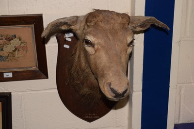 Lot 264 - A mounted red deer head on shield back...
