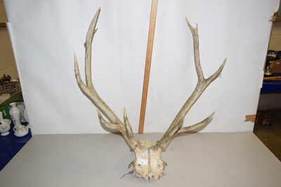 Lot 7 - Stag skull and antlers