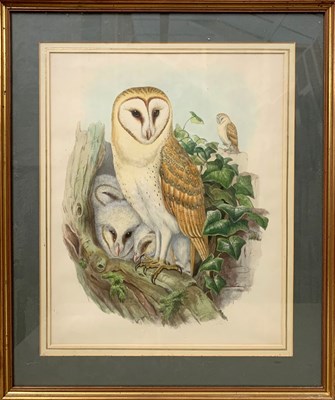 Lot 37 - John Gould (British,19th century) Barn Owl,...