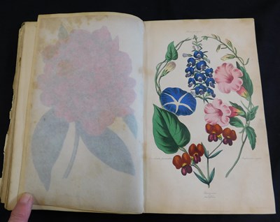 Lot 280 - JOSEPH HARRISON: THE FLORICULTURAL CABINET AND...