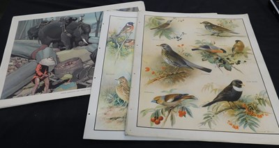 Lot 581 - Packet: assorted coloured Natural History...
