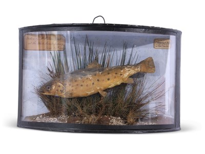 Lot 374 - Taxidermy interest - a small trout set in...