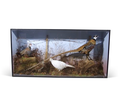 Lot 398 - Taxidermy of a Magnificent Reeves Pheasant...