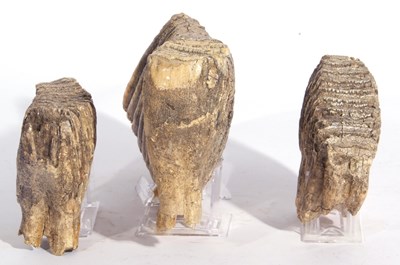 Lot 181 - Three sections of Mammoth teeth