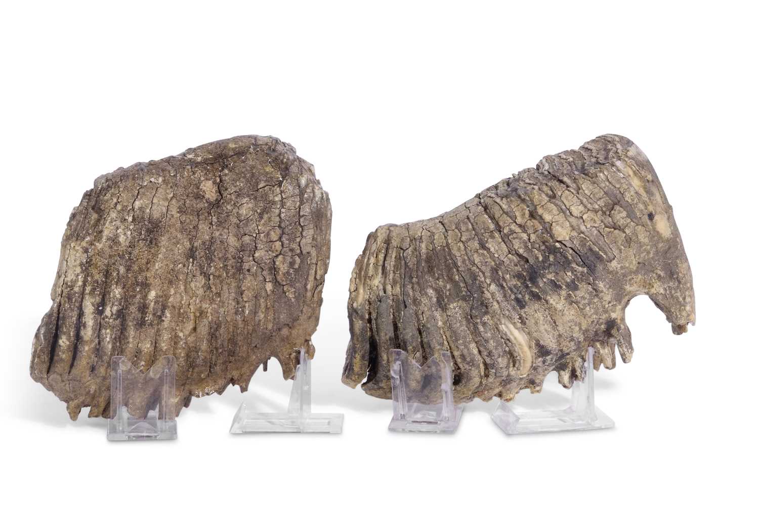 Lot 180 - Two Sections of Mammoth Teeth