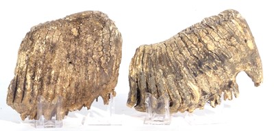 Lot 180 - Two Sections of Mammoth Teeth