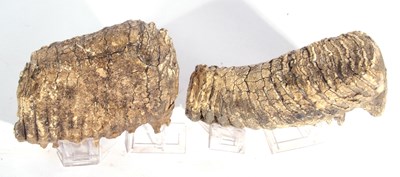 Lot 180 - Two Sections of Mammoth Teeth