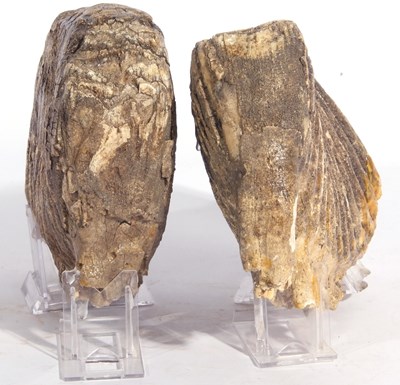 Lot 180 - Two Sections of Mammoth Teeth