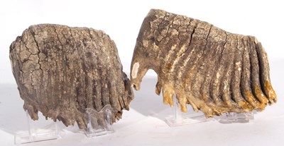 Lot 180 - Two Sections of Mammoth Teeth