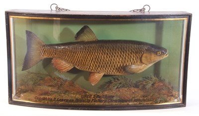 Lot 111 - Mid-20th century cased taxidermy "Chub" fish...