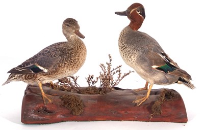 Lot 131 - Modern taxidermy pair of teal (Anas crecca)...