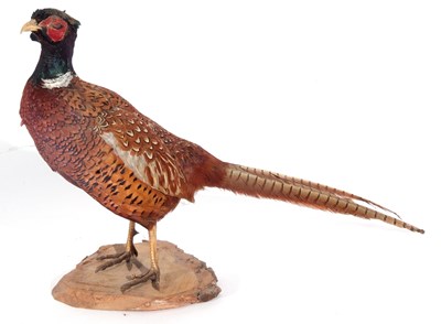 Lot 128 - A Taxidermy free-standing Male Cock Pheasant...