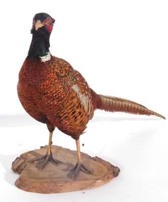 Lot 128 - A Taxidermy free-standing Male Cock Pheasant...
