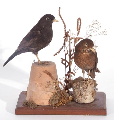 Lot 132 - Modern uncased taxidermy pair of male and...