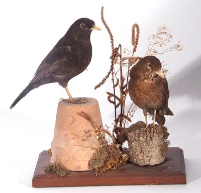 Lot 132 - Modern uncased taxidermy pair of male and...