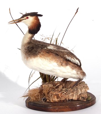 Lot 133 - Modern Taxidermy uncased Great Crested Grebe...