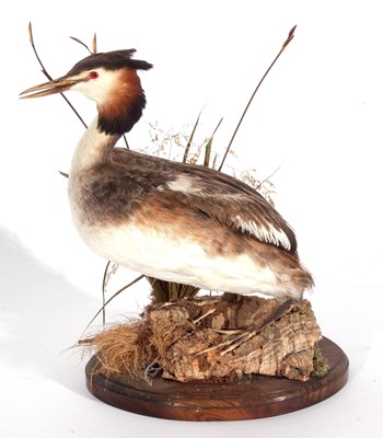 Lot 133 - Modern Taxidermy uncased Great Crested Grebe...