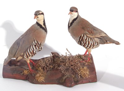 Lot 134 - Modern uncased pair of taxidermy red reg...