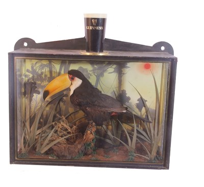 Lot 112 - 20th Century cased taxidermy Toco Toucan...