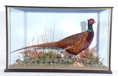 Lot 115 - Modern taxidermy cased Cock pheasant...