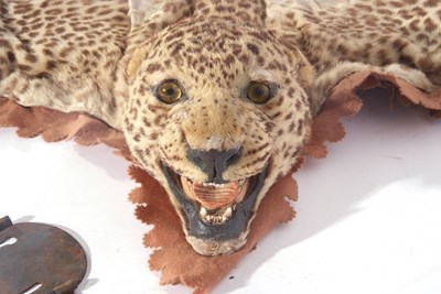 Lot 79 - A Juvenile Leopard (Panthera pardus) skin rug...