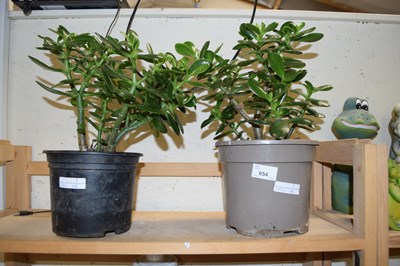 Lot 654 - 2 POTTED MONEY TREE PLANTS