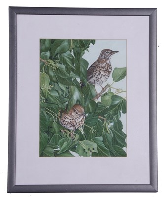 Lot 49 - British School, Pair of Songthrushes, from a...