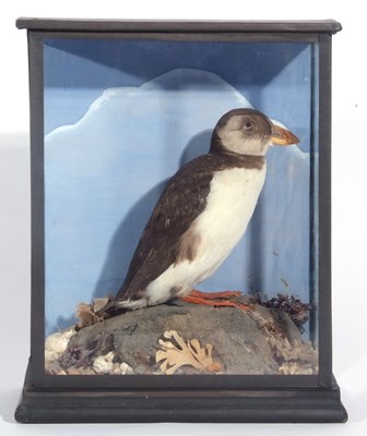 Lot 136 - Early to mid-20th century taxidermy cased...