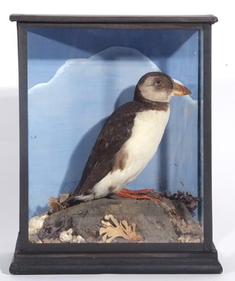Lot 136 - Early to mid-20th century taxidermy cased...