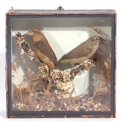 Lot 137 - 19th-century taxidermy cased brace of common...