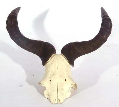 Lot 138 - Blue Wildebeest (Connochaetes taurinus) skull...