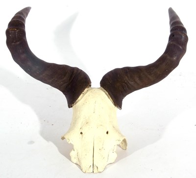 Lot 138 - Blue Wildebeest (Connochaetes taurinus) skull...