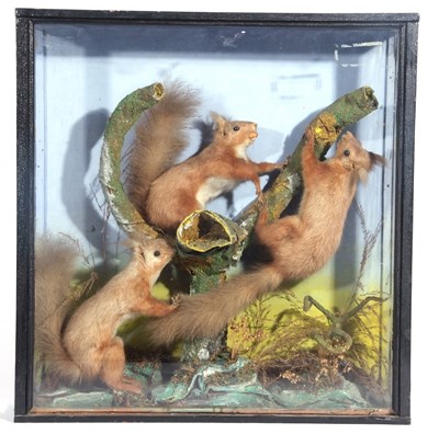 Lot 140 - Taxidermy cased family set of three red...