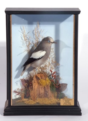 Lot 142 - Taxidermy cased White-shouldered Starling Male...