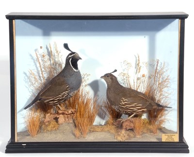 Lot 147 - A Taxidermy cased brace of Californian quails...