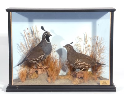 Lot 147 - A Taxidermy cased brace of Californian quails...