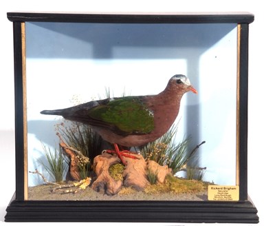 Lot 148 - Taxidermy cased Emerald Dove (Chalcophaps...