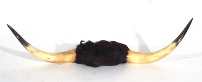 Lot 155 - Taxidermy-mounted cow horns