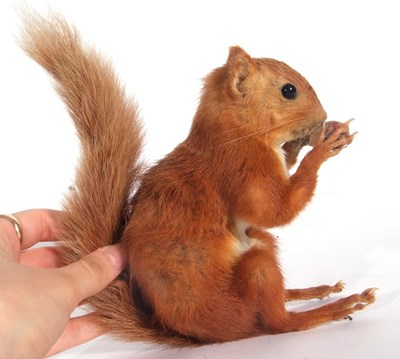 Lot 165 - Uncased very well done, taxidermy red squirrel...