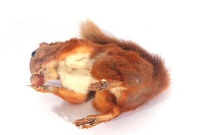 Lot 165 - Uncased very well done, taxidermy red squirrel...